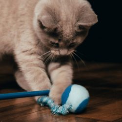 hamza-bounaim-kmJJZ9YytLs-unsplash