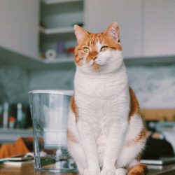 lennon-cheng-jGr4-kR7Vrg-unsplash